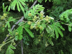 Albizia forbesii
