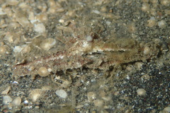 Lambrachaeus ramifer