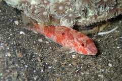 Parupeneus heptacantha