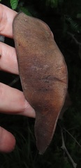 Albizia forbesii