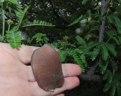 Albizia forbesii