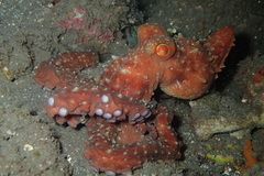 Callistoctopus luteus