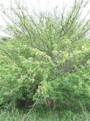 Albizia forbesii