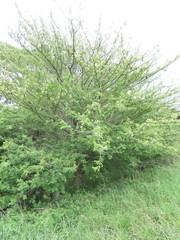 Albizia forbesii