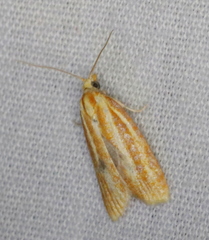 Sparganothis tristriata