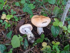 Pudorini
