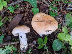 Pudorini