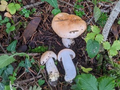 Pudorini