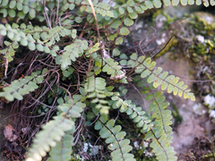 Asplenium trichomanes trichomanes