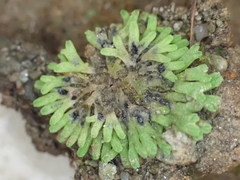 Riccia warnstorfii