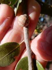 Allokermes cueroensis