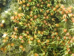 Ephemerum minutissimum