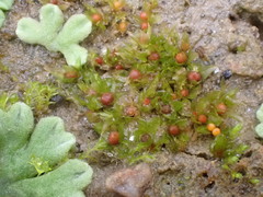 Physcomitrium patens