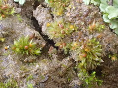 Physcomitrium patens