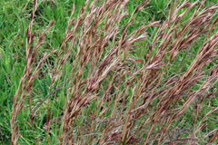 Cymbopogon marginatus