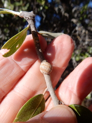 Allokermes cueroensis
