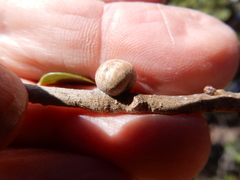 Allokermes cueroensis