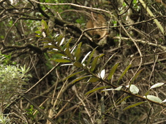 Siphocampylus columnae