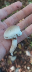 Hygrophorus occidentalis