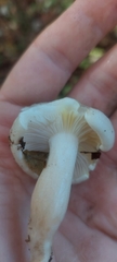 Hygrophorus occidentalis