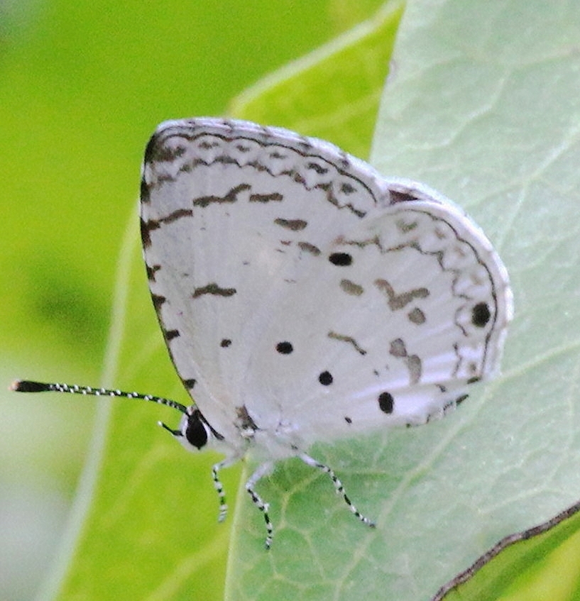 Megisba malaya thwaitesi from kurvande on July 1, 2014 by Satish Nikam