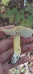 Tricholoma sejunctum
