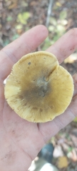 Tricholoma sejunctum
