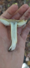 Tricholoma sejunctum