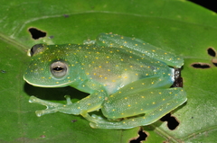 Cochranella euknemos