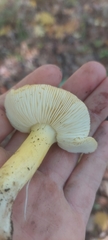 Tricholoma sejunctum
