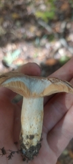 Lactarius subpalustris