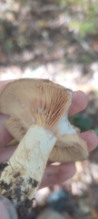 Lactarius subpalustris