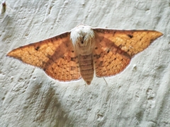 Banisia