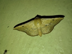 Banisia