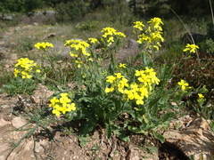 Biscutella cichoriifolia