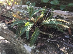 Asplenium ceterach image