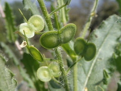 Biscutella cichoriifolia