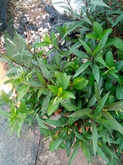 Ruellia