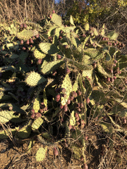 Opuntia