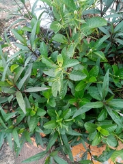 Ruellia