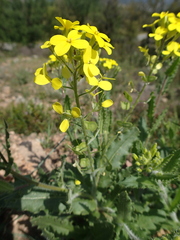Biscutella cichoriifolia