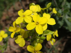 Biscutella cichoriifolia