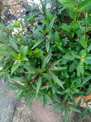 Ruellia