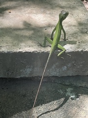 Enyalius iheringii
