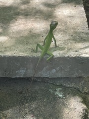 Enyalius iheringii