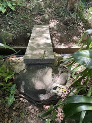 Enyalius iheringii