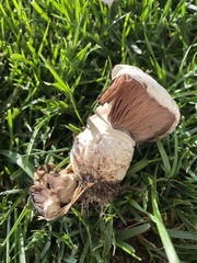 Pseudochitonia