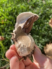 Pseudochitonia
