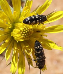 Acmaeotethya