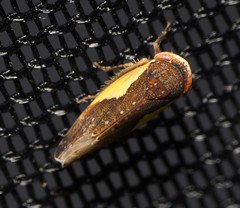 Norvellina flavida